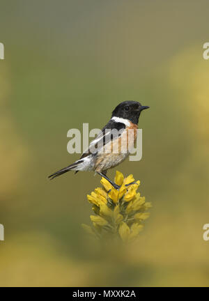 Schwarzkehlchen - Saxicola torquata Stockfoto