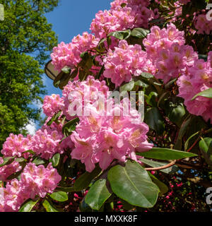 Rhododendron blühen in der Rhododenron Tal bei Åbackarna, den Stadtpark entlang der Fluss Motala in Norrköping, Schweden. Stockfoto