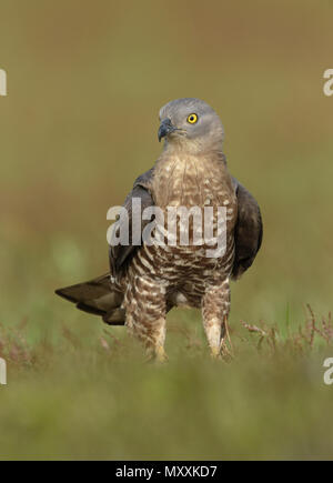 Wespenbussard - Pernis apivorus Stockfoto