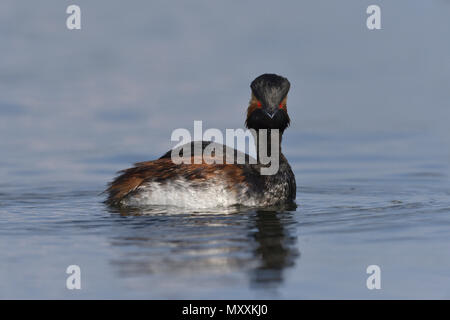 Schwarzhalstaucher - Podiceps nigricollis Stockfoto