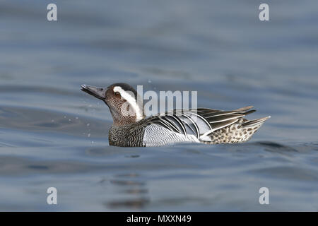 Garganey - Anas querquedula Stockfoto