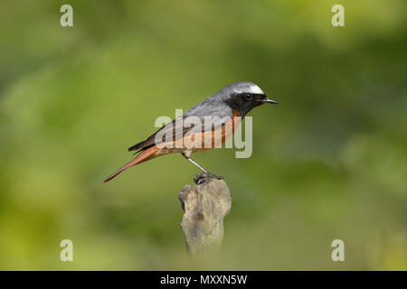 - Redstart Phoenicurus phoenicurus Stockfoto