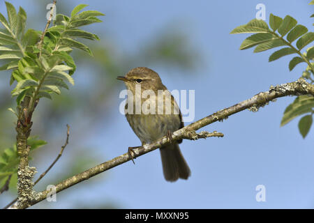 Zilpzalp - Phylloscopus collybita Stockfoto