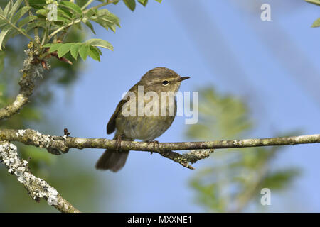 Zilpzalp - Phylloscopus collybita Stockfoto