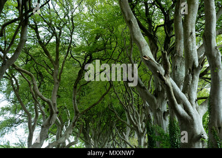 Dunkle Hecken, Nordirland <Vereinigtes Königreich Stockfoto