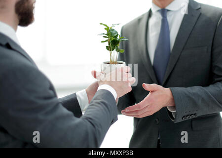 Geschäftspartner halten einen Setzling Stockfoto