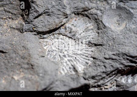 Nahaufnahme einer Spur Fossil der Ammoniter (Ammonoidea) auf Lehm bei Kimmeridge Bay, Dorset, England, Großbritannien gefunden Stockfoto