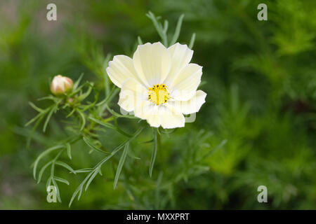 Cosmos 'Xanthos' Blume. Stockfoto