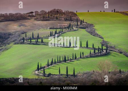 Toskana Landschaft, Zig Zag kurvenreiche Straße mit Zypressen auf einem sanften Hügel mit grünen Wiesen gesäumt, La Foce, Val d'Orcia, Toskana, Italien Stockfoto