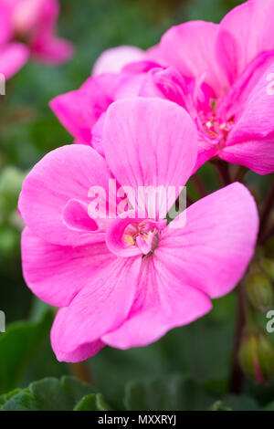 Pelargonium zonale 'Moonlight Amelie' Stockfoto