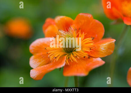 Geum coccineum 'Cooky' Stockfoto