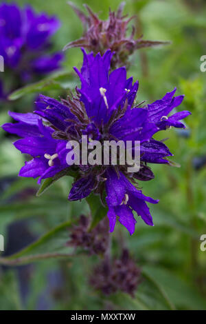 Die Campanula glomerata uperba' Stockfoto