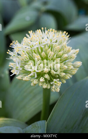 Allium karataviense Stockfoto