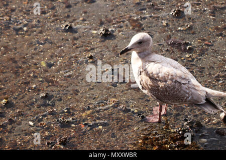 Lonely Seagull in Wasser Stockfoto