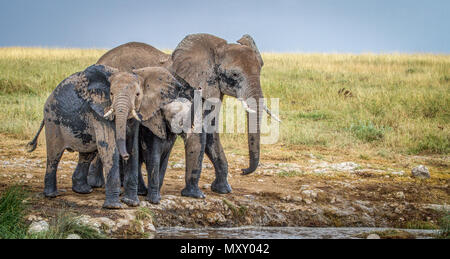 Elefanten (Loxodonta africana) heraus schauen neugierig an einem Wasserloch in Tansania, Afrika. Stockfoto