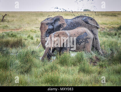 Elefanten (Loxodonta africana) besprühen Schlamm in die Luft an einem Wasserloch in Tansania, Afrika Stockfoto