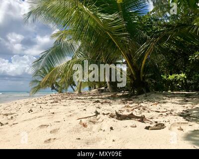 Idyllisch schönen Strand von Barbados (Karibik Insel) Erstellen der perfekten Urlaubsparadies: Niemand, Palmen, weißer Sand, türkises Meer Stockfoto