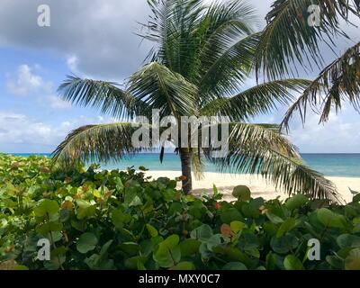 Idyllisch schönen Strand von Barbados (Karibik Insel) Erstellen der perfekten Urlaubsparadies: Niemand, Palmen, weißer Sand, türkises Meer Stockfoto