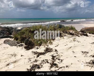 Idyllische unberührte Strand Welches in Otley, Barbados (Karibik Insel der Antillen) mit großen schwarzen Steine, kleine grüne Pflanzen und weißen Sand Stockfoto