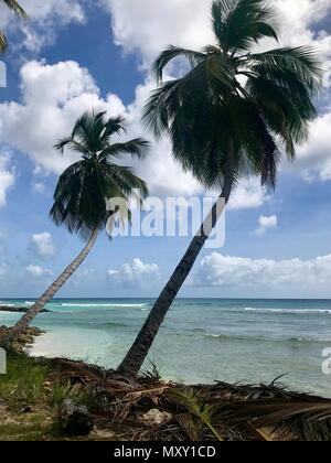 Idyllisch schönen Strand von Barbados (Karibik Insel) Erstellen der perfekten Urlaubsparadies: Niemand, Palmen, weißer Sand, türkises Meer Stockfoto