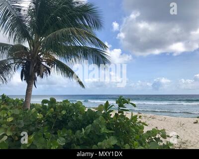 Schönen sand Strand von Barbados (Karibik Insel) mit üppigen Palmen und Pflanzen, weißer Sand, ein strahlend blauer Himmel mit weißen Wolken und das türkisfarbene Meer Stockfoto