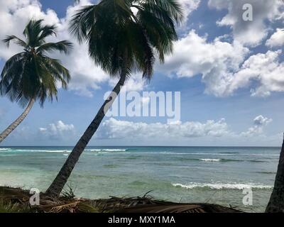 Idyllisch schönen Strand von Barbados (Karibik Insel) Erstellen der perfekten Urlaubsparadies: Niemand, Palmen, weißer Sand, türkises Meer Stockfoto