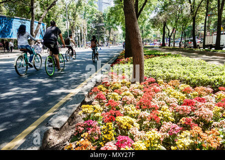 Mexiko-Stadt, Hispanic Bosque de Chapultepec Wald, Paseo la Reforma, Fahrrad Fahrräder Radfahren Reiten Fahrrad Fahrer Radfahrer Fahrrad Radfahren, Muevete en Bici, M Stockfoto