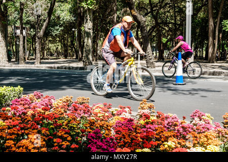 Mexiko-Stadt, mexikanisch, lateinamerikanisch, lateinamerikanisch, Bosque de Chapultepec Wald, Paseo la Reforma, Radfahren Fahrrad fahren Fahrrad fahren Biki Stockfoto