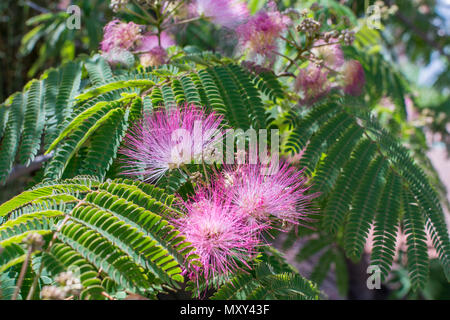 Albizia julibrissin, Mimosa Tree mit rosa Blüten im Südwesten der Vereinigten Staaten. Stockfoto