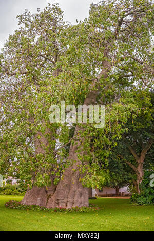 Blick auf die tausend Jahre alten Baobab Baum in der Nähe von Lusaka in Sambia Stockfoto