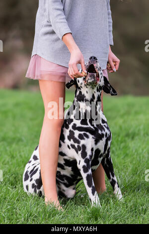 Bild einer Frau, die ein Dalmatiner Hund behandeln Stockfoto