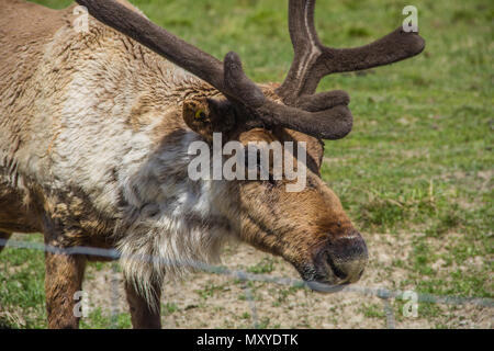 Caribou im Zoo, Leiter und Geweih Stockfoto