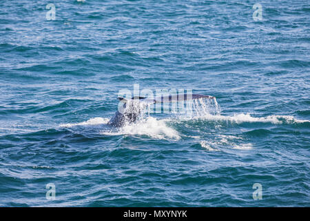Big Buckelwal tauchen und mit seinem Schwanz in der Nähe von Húsavík auf Island Stockfoto