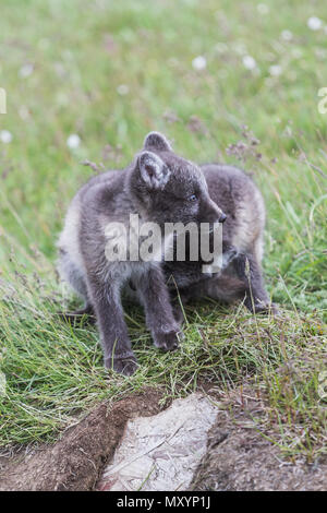 Nahaufnahme von zwei jungen verspielten Arctic fox Cub vor ihr Versteck auf Island Stockfoto