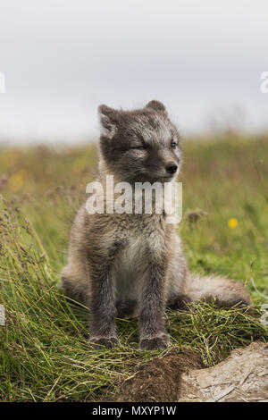 Nahaufnahme eines jungen verspielten Arctic fox Cub im Sommer auf Island Stockfoto