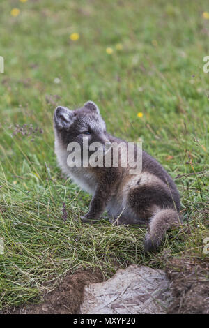 Nahaufnahme eines jungen verspielten Arctic fox Cub im Sommer auf Island Stockfoto