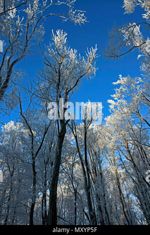 Baumkronen durch glitzernde Frost am klaren, blauen Himmel Hintergrund Stockfoto