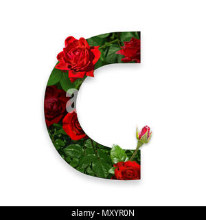 Buchstabe C des Alphabets mit roten Rosen auf weißem Hintergrund Stockfoto