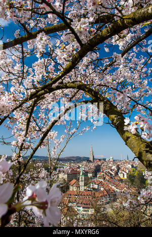 Stadt Bern während der Kirschblüte im Frühling Stockfoto