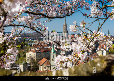 Stadt Bern während der Kirschblüte im Frühling Stockfoto