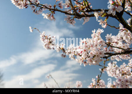 Stadt Bern während der Kirschblüte im Frühling Stockfoto