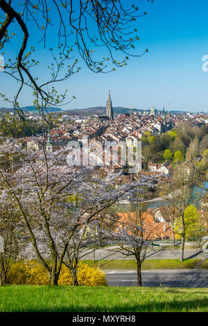 Stadt Bern während der Kirschblüte im Frühling Stockfoto