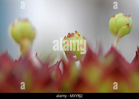 Haus Lauch oder hauswurz Schießen oder Offset Latin sempervivum calcareum eine Variante von tectorum closeup in Italien auch in Ewigkeit leben oder Henne und Küken Stockfoto