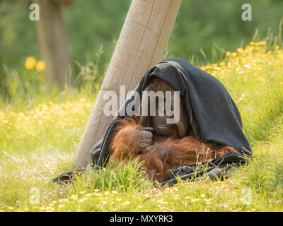 Erwachsene männliche Bornesischen Orang-utan-Pongo pygmaeus - sitzen draußen im grünen Gras, teilweise versteckt unter einem schwarzen Decke. Suchen schüchtern, nachdenklich und introvertiert. Stockfoto