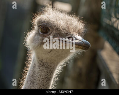Kopf einer weiblichen Gemeinsame Strauß, Struthio camelus, aus der Nähe. Mit Hintergrundbeleuchtung. Stockfoto
