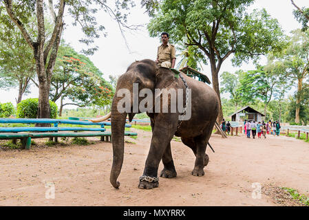 Dubare Elephant Camp in Karnataka Coorg Stockfoto