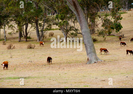 Freie Strecke australische Rinder Stockfoto