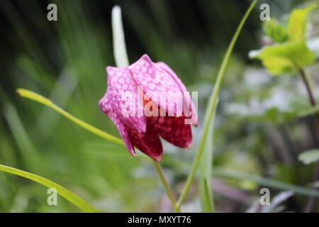 Einzelne rote fritillaria Blume Stockfoto