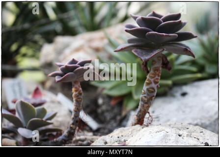 Drei Rosetten von saftigen Echeveria Stockfoto