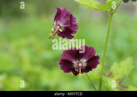 Dunkel lila Blüten von Geranium phaeum Stockfoto